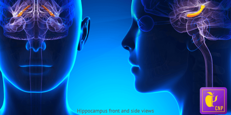 Nutritional Psychology: Can a 1-Week Junk Food Diet Change Your Brain and Lead to Overeating?