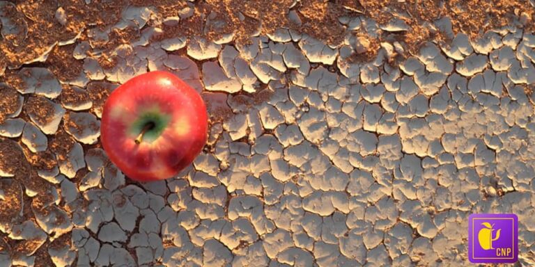 The Psychology of Food Insecurity