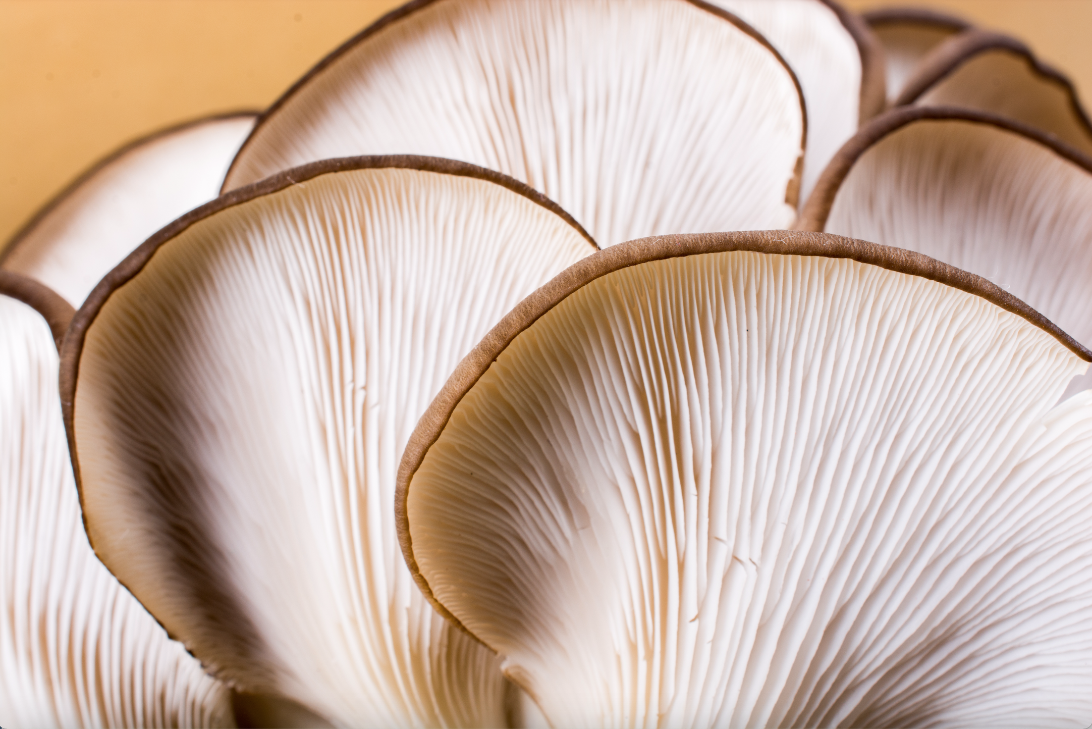 Medicinal Mushrooms & Mental Health