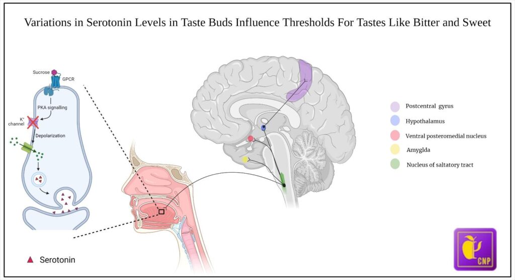 Do Taste Perception, Preference, Personality, Mood, and Dietary Intake