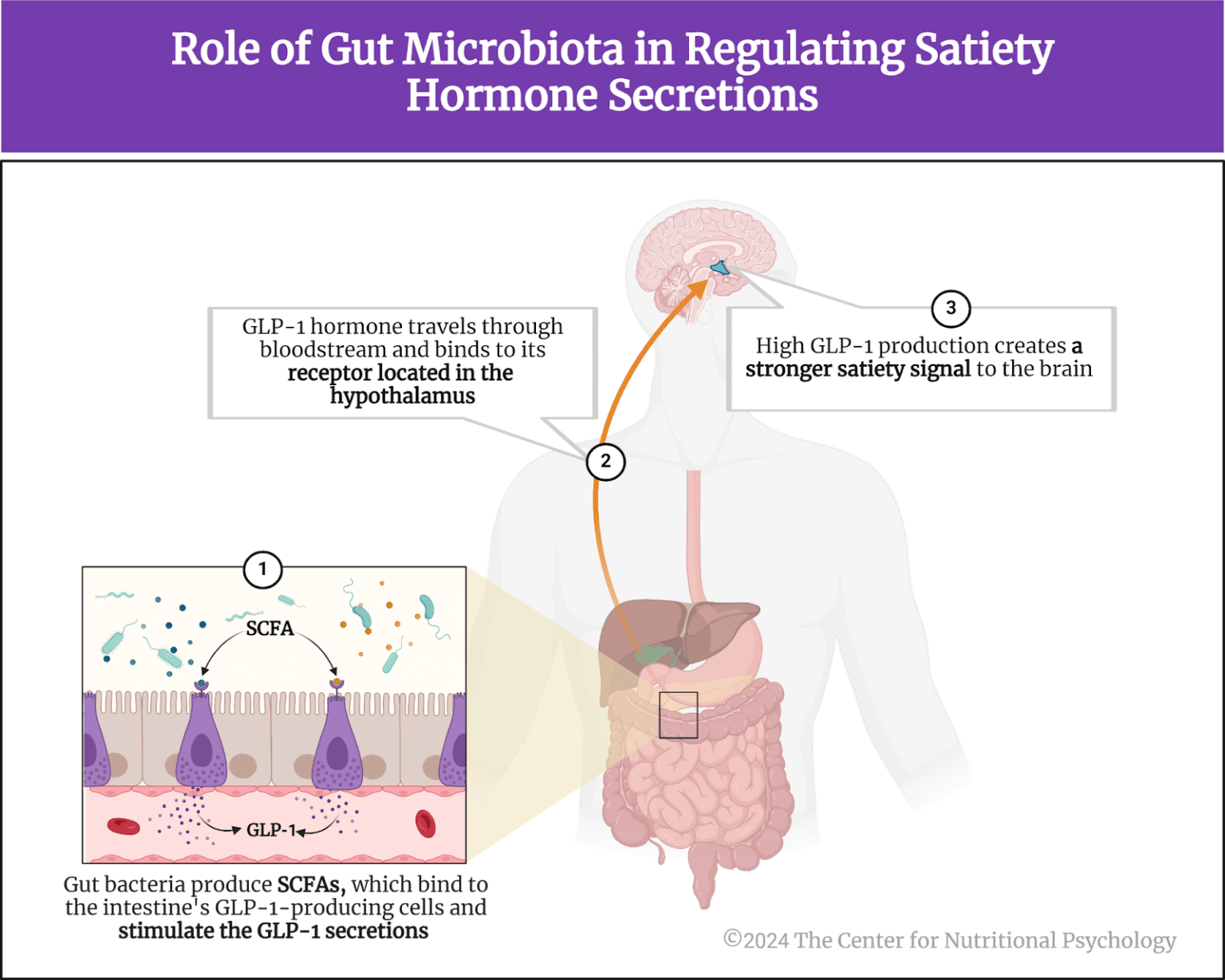 Gut Microbiota and Satiety in Appetite Regulation