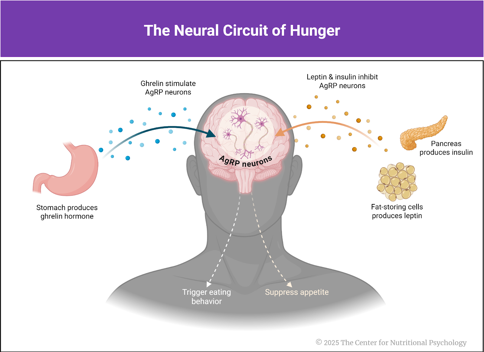%learn about nutrition mental health %The Center for Nutritional Psychology